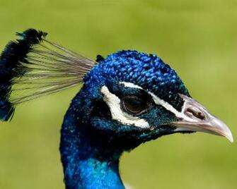 Of India Peacock Indian Blue Wallpaper
