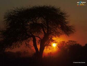 Sunset Wallpaper Desktop Themes And Screensavers Flowers Birds