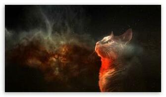 Cats Space HD Wallpaper For High Definition WqHD Qwxga 1080p