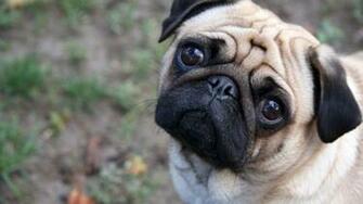 HD Pics Photos Best Beautiful Pug Dog Attractive Face Close Up