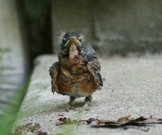 Ugly Baby Animals Pictures Wallpaper With Their Mothers