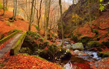 Wallpaper Autumn Forest Stones Stream Fall Foliage