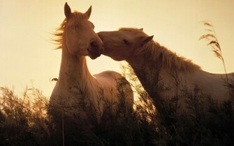 Horses Wallpaper For Desktop Jpg