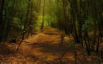 Path In Forest HD Background Wallpaper Desktop Jpg