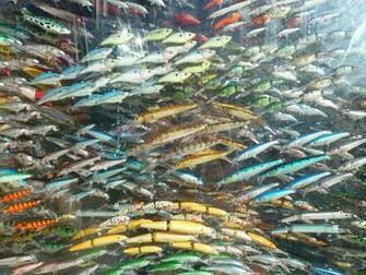 Magpie Fishing Tackle Shop Window Display