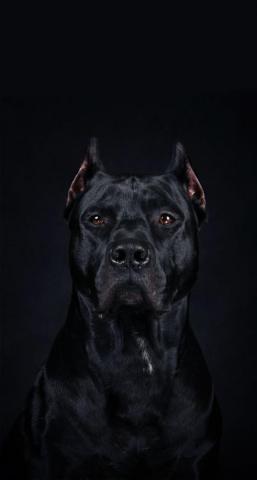 An Amazing Protrait Of A Cane Corso Scary Dogs Dog Wallpaper