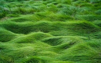 Overgrown Grass Wallpaper And Image Pictures Photos