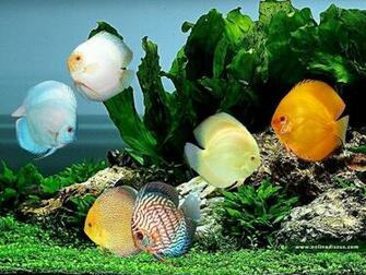 Discus Fish Wallpaper