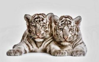Tow Cute White Tiger Cubs Full HD Wallpaper And Background
