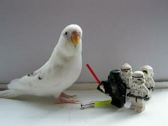 Stormtroopers Parakeets Legos Animals Birds HD Desktop Wallpaper