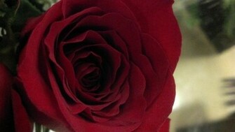 Pretty Red Rose Wallpaper
