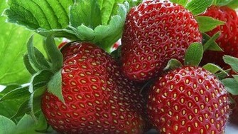 Strawberries Wallpaper