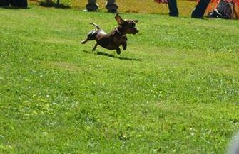 Related Post To Cute Wiener Dog HD Desktop Wallpaper