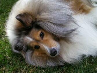 Sheltie Dog Wallpaper Stock Photos
