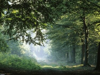 Forest Desktop Wallpaper On Latoro