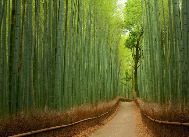 Most Beautiful Tree Tunnels HD Wallpaper