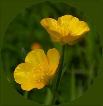 Buttercup Flowers Top Wallpaper