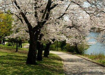 Cool Spring Background