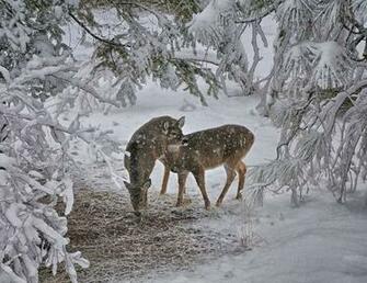 Beautiful Wallpaper Deer