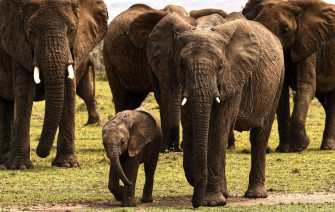 Top 4k Elephant Wallpaper Full HD To Use