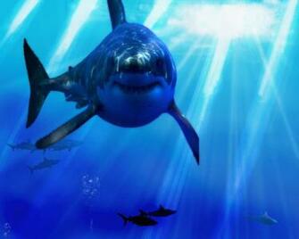 Great White Shark Attack Wallpaper