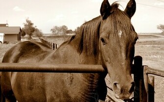 Wallpaper Gallery Beautiful Horse