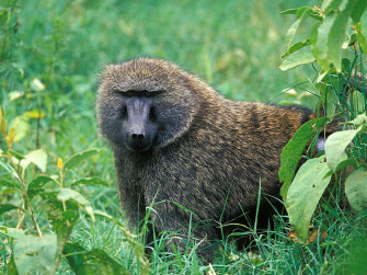Yellow Baboon Wallpaper