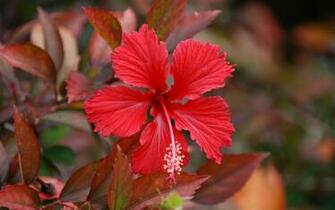 Flowers Hibiscus Wallpaper HD Wallpaperask