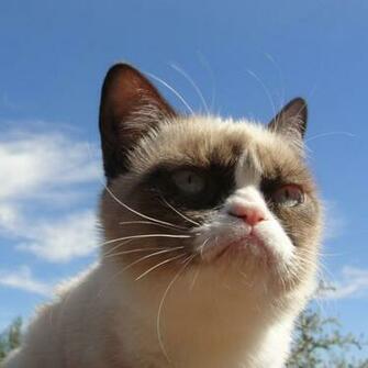 iPad Wallpaper Cute Cat Animal Mini Funny Doblelol