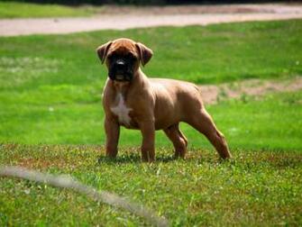 Fawn Boxer Puppy Wallpaper
