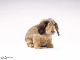 Ugly Dog Wallpaper