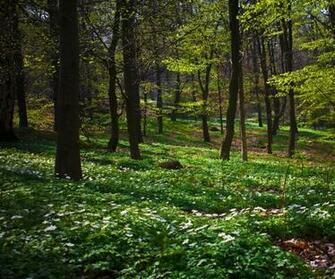 Woods That All Of Them Wallpaper Miscellaneous HD