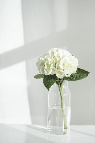 Flower Best Plant Pottery And Outdoor Photos