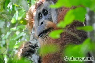 Orangutan HD Wallpaper Hindi Motivational Quotes
