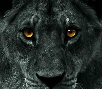 Black Lion Wallpaper HD Early