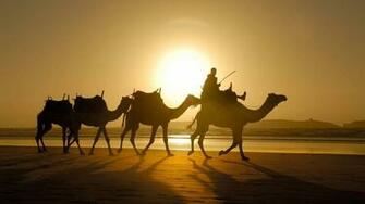 Camel HD Wallpaper 7wallpaper Net