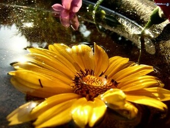 Gerber Daisy Wallpaper
