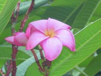 Pink Plumeria Wallpaper