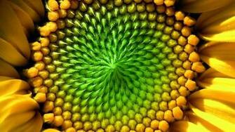 Sunflower Desktop Wallpaper