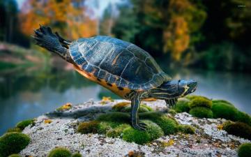 Turtle Wallpaper Animal