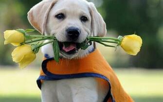 Yellow Lab Puppy
