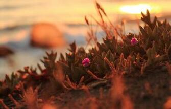 Wallpaper Northern California Flowers Sunset Nature