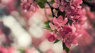 Best Blossomflower Wallpaper Image