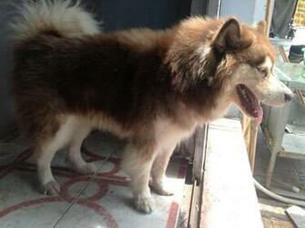 Alaskan Husky Dog Pictures Photos Animals Pets Spot