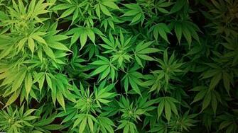 HD Marijuana Desktop Background