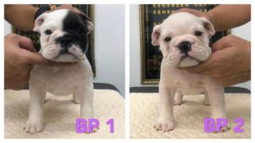 Cubica Pets United De Bulls Lavie