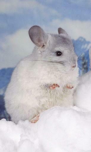Chinchilla Wallpaper F R Android Von Arata Kuroki