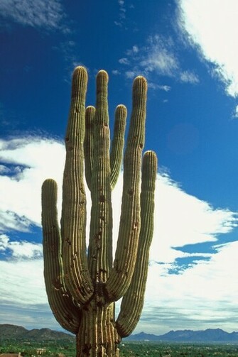 Large Cactus Wallpaper Pin It
