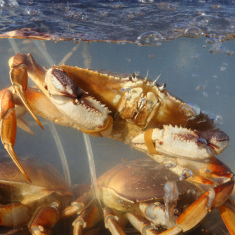 The Benefits Of Eating Dungeness Crab Legs Wallpaper