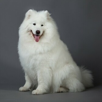 Samoyed White Dog Wallpaper Full Size